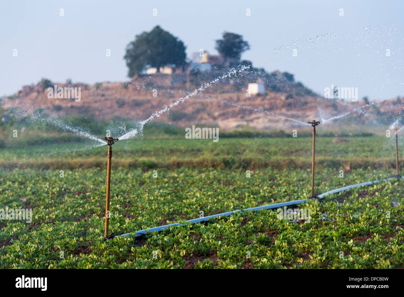Watering Groundnut / Peanut plants in India with water sprinklers
