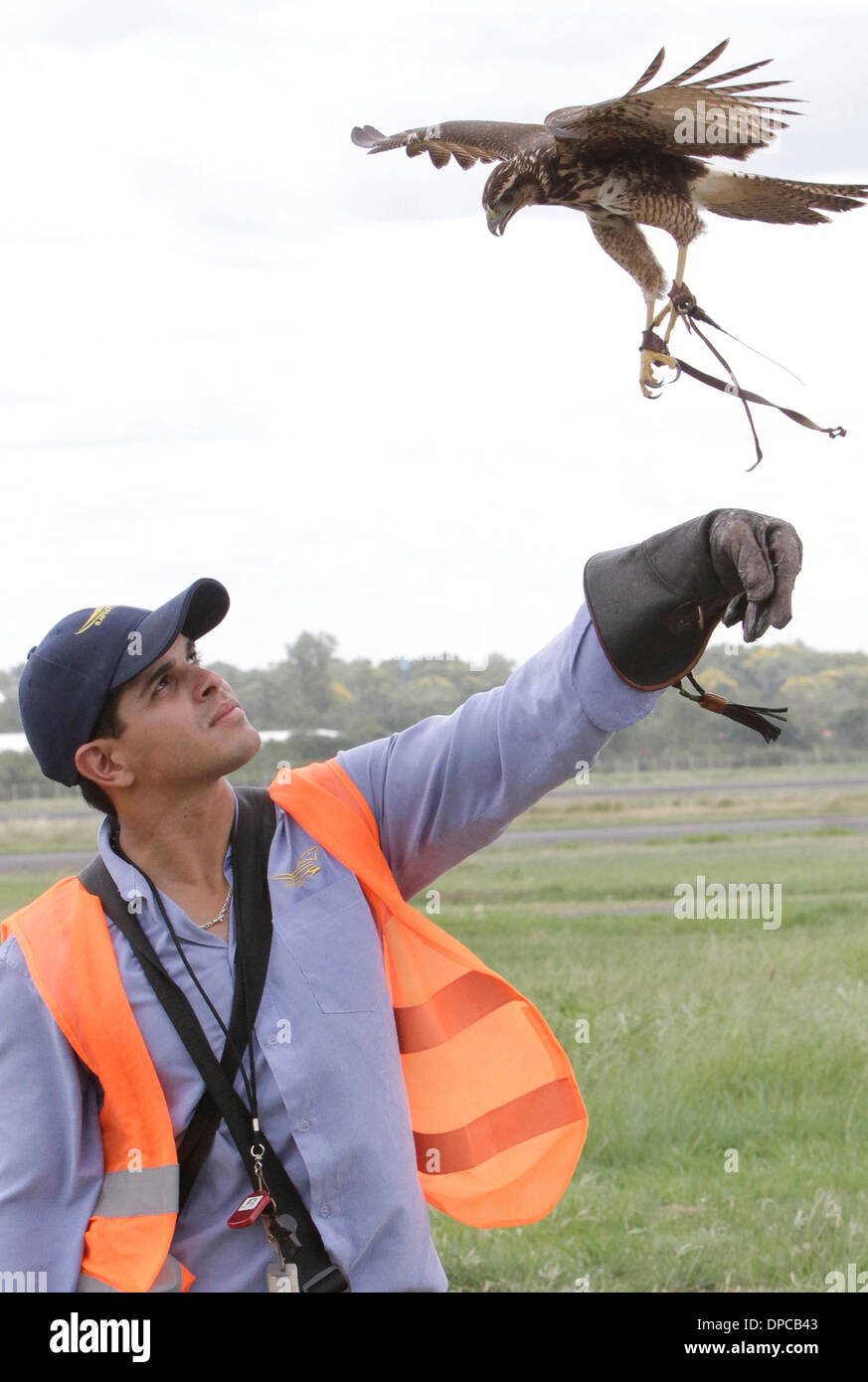 Asuncion, Paraguay. 12th Jan, 2014. A falconer interacts with a falcon in a training camp in Asuncion City, capital of Paraguay, on Jan. 11, 2014. The falconry is used at Paraguay's Silvio Pettirossi International Airport to train falcons to disperse birds from the airfields. Credit:  Rene Gonzalez/Xinhua/Alamy Live News Stock Photo