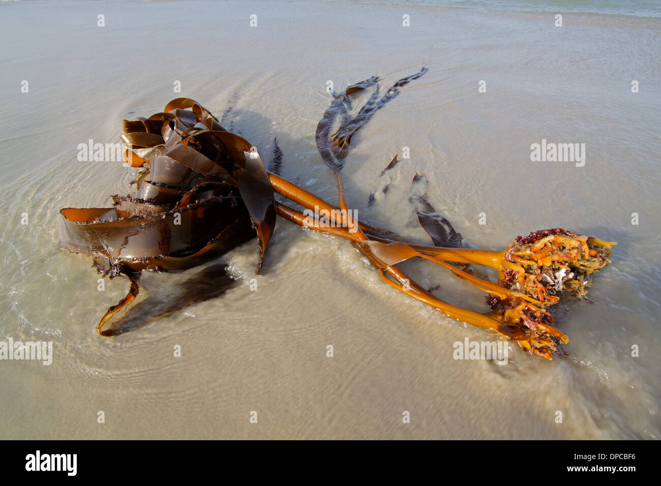 Kelp plant (Ecklonia maxima) washed out on a sandy beach, South Africa Stock Photo