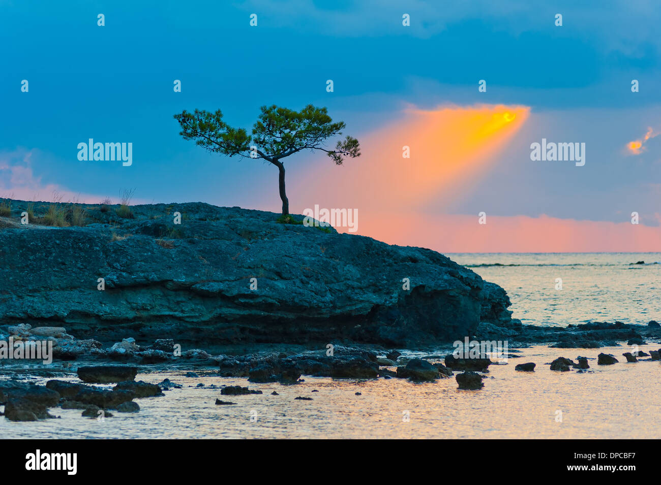 lone pine tree on a rocky seashore and sunbeam Stock Photo