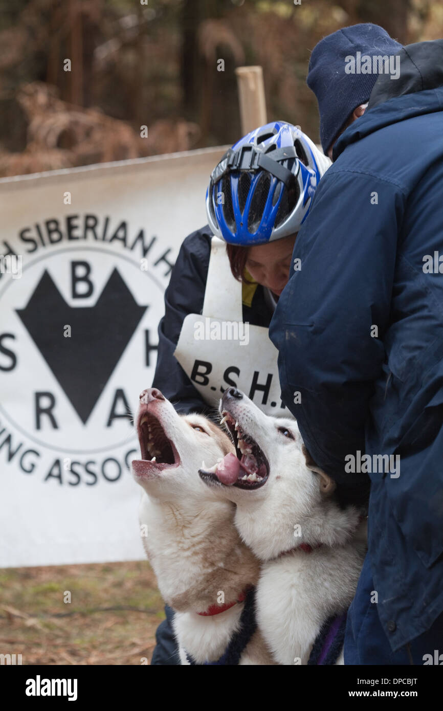 Siberian Huskies howling with excitement. Husky 'Mush'. Contestants. Rendlesham Forest, Suffolk. Meet arranged by Siberian Husky Stock Photo
