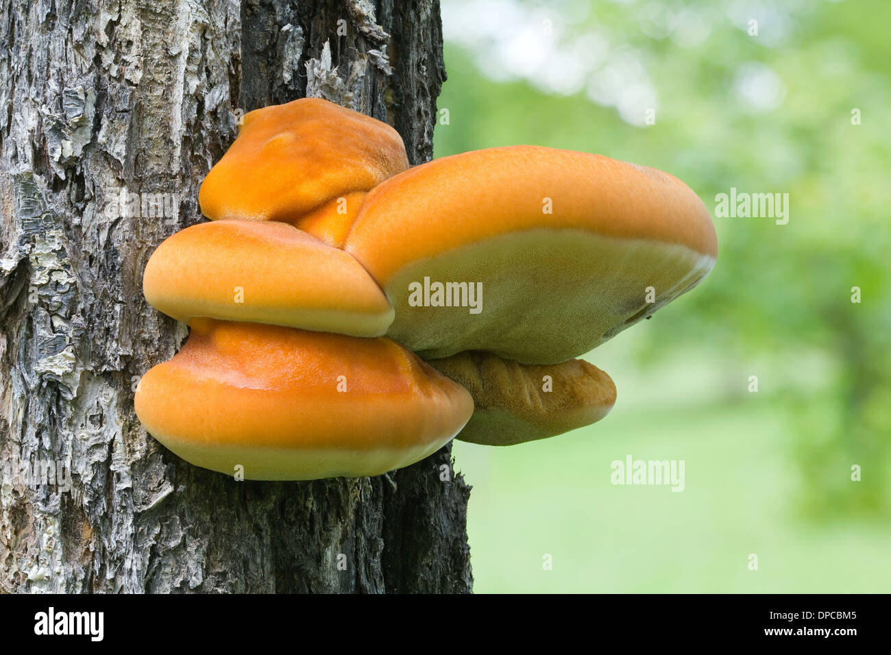 Young Polyporus sulphureus (Shelf fungus) at the Tree Stock Photo