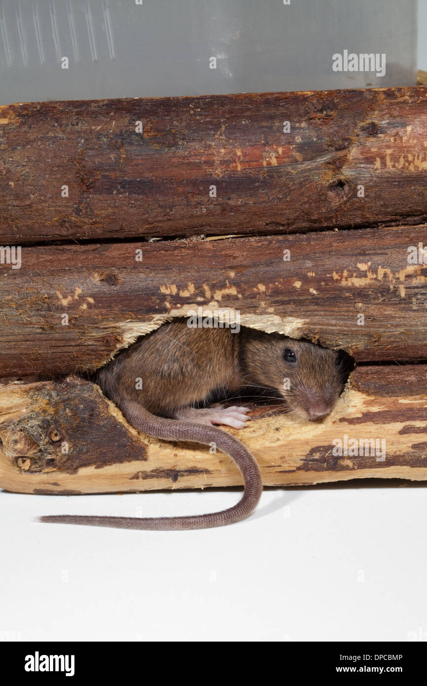 House Mice (Mus musculus). Emerging from a hole chewed into the side of a wooden planter. Stock Photo