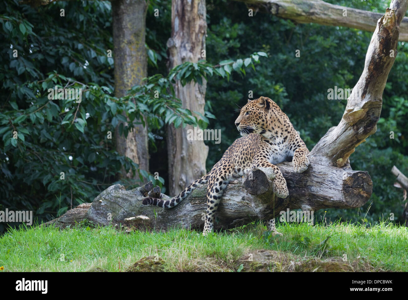 Sri Lankan Leopard (Panthera pardus kotiya). Endangered sub-species. Banham Zoo. Norfolk. England. Stock Photo