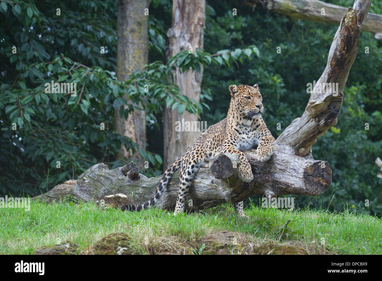 Sri Lankan Leopard (Panthera pardus kotiya). Endangered sub-species. Banham Zoo. Norfolk. England. Stock Photo