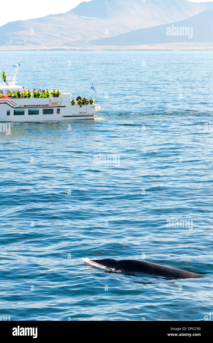 Icelandic whale watching hi-res stock photography and images - Alamy