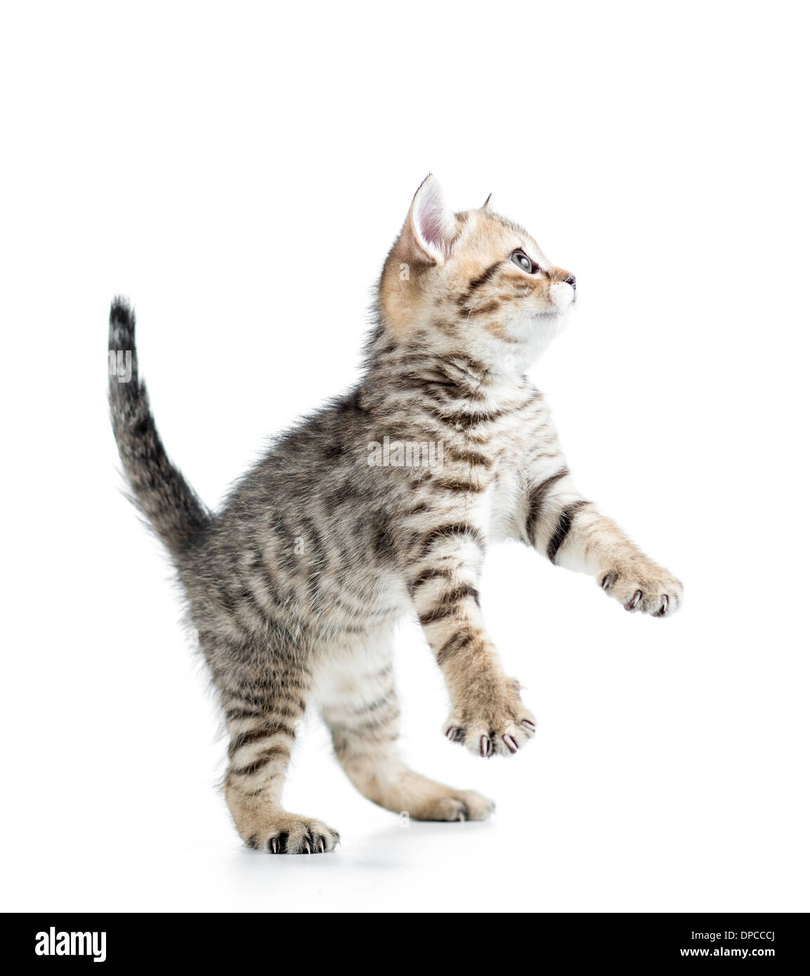 funny cute young cat isolated on white background Stock Photo
