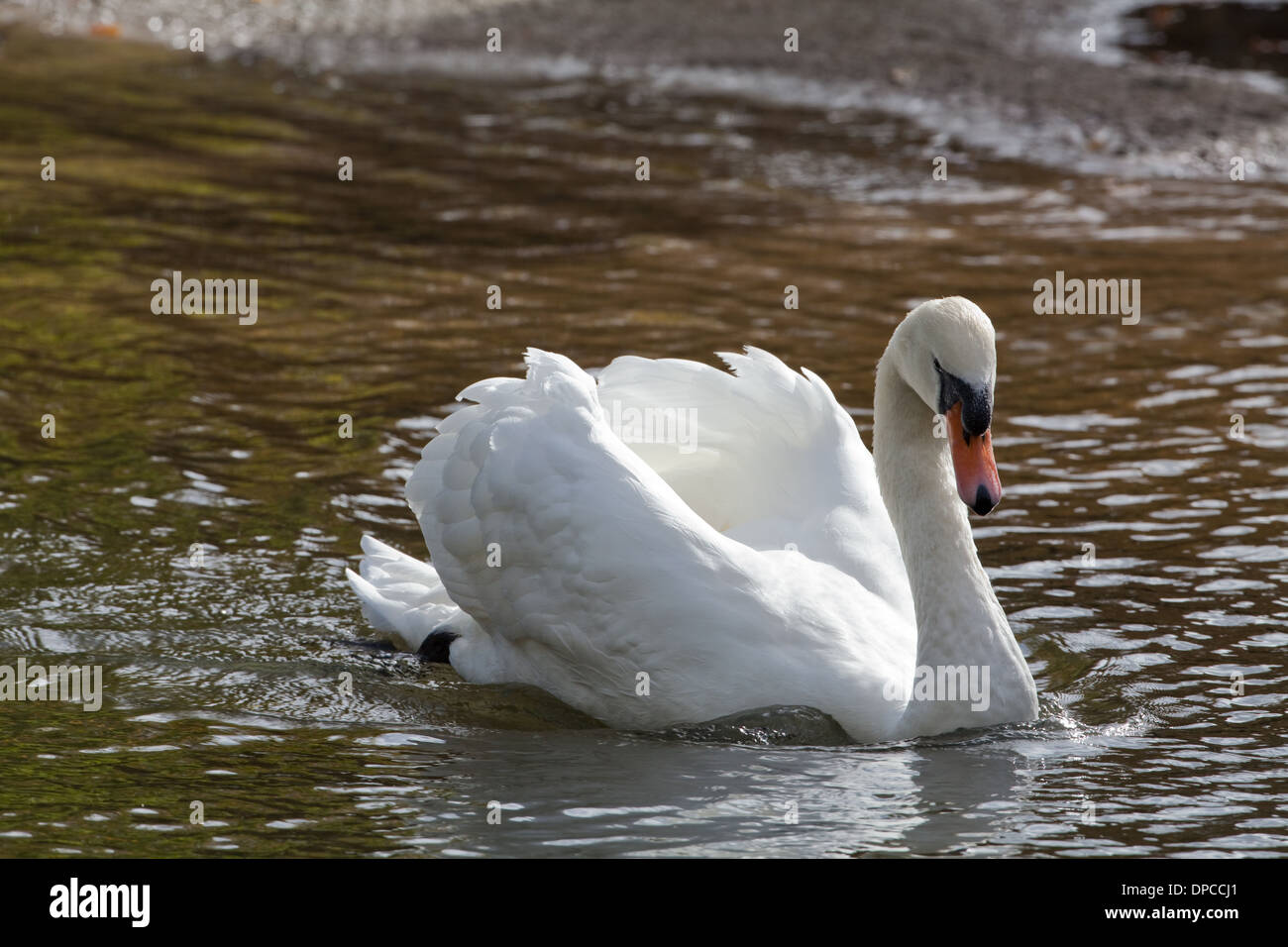 Royal swan hires stock photography and images Alamy