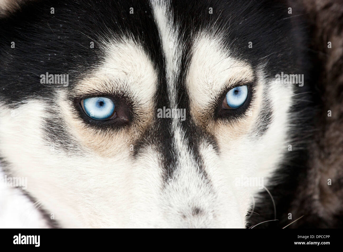 Is A Siberian Husky Dangerous