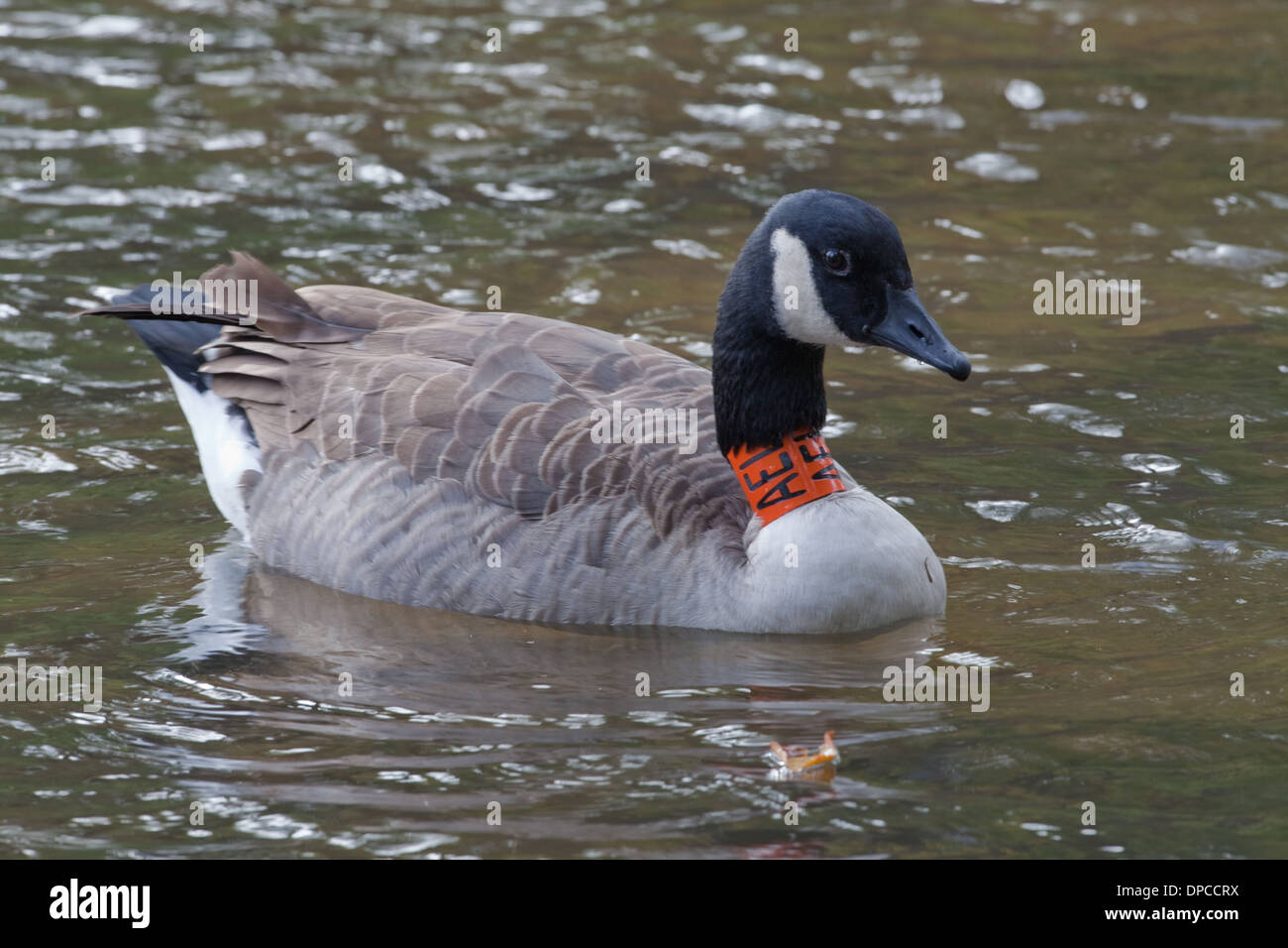 Canada Goose (Branta canadensis). Wearing plastic identification neck collar.  River Thet. Thetford. Norfolk Stock Photo - Alamy