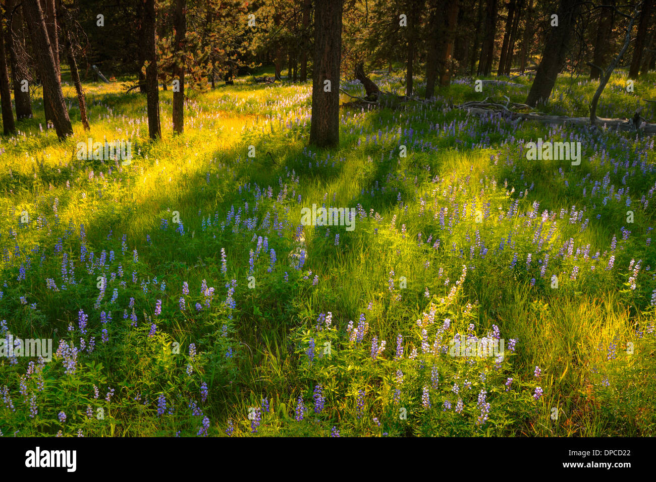 Summer sunlight illuminates the grass and lupines in the forest  near Heron Pond and Colter Bay in Grand Teton National Park Stock Photo