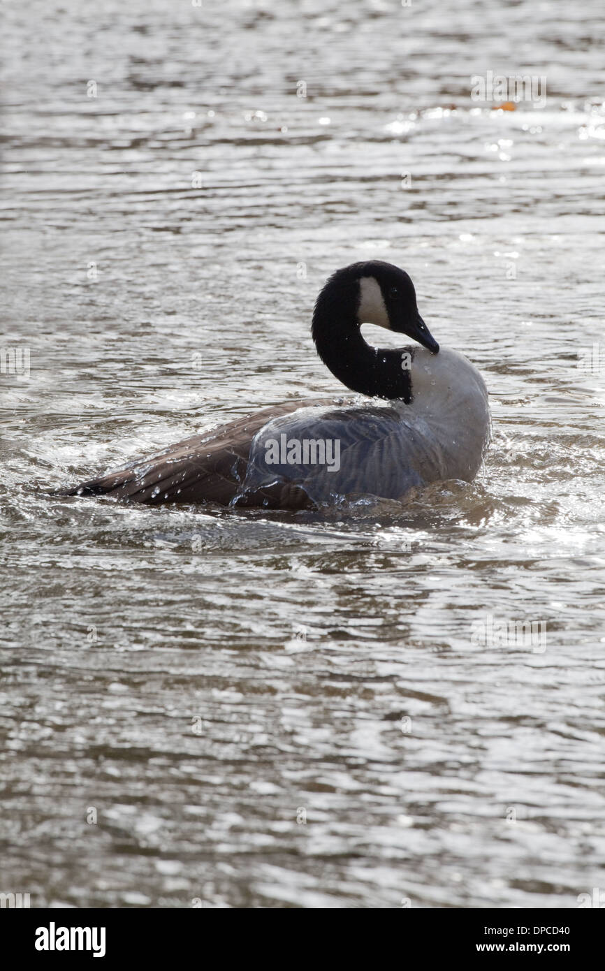 Canada Goose (Branta canadensis). Bathing. River Thet. Norfolk. Stock Photo