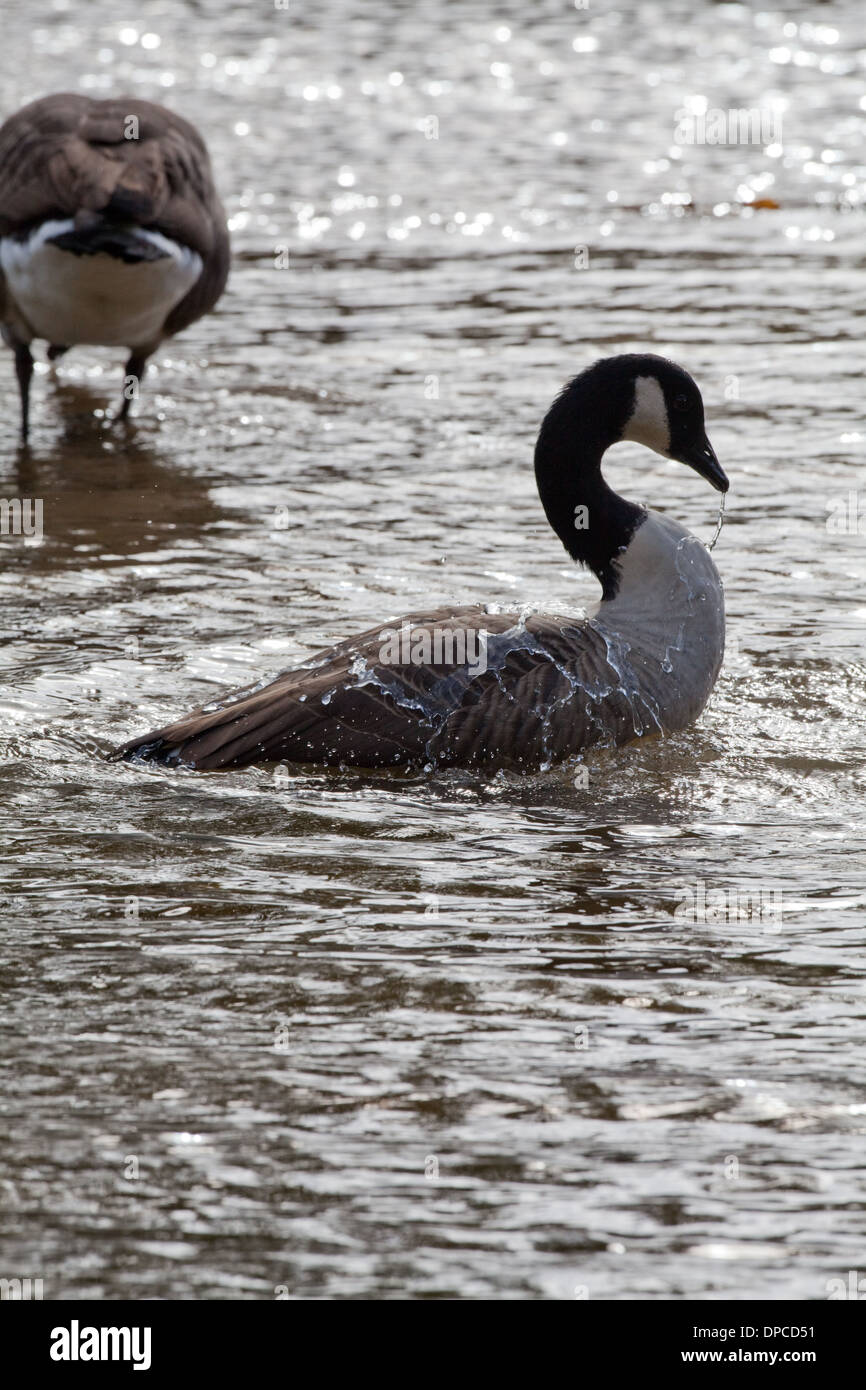 Canada Goose (Branta canadensis). Bathing. River Thet. Norfolk. Stock Photo