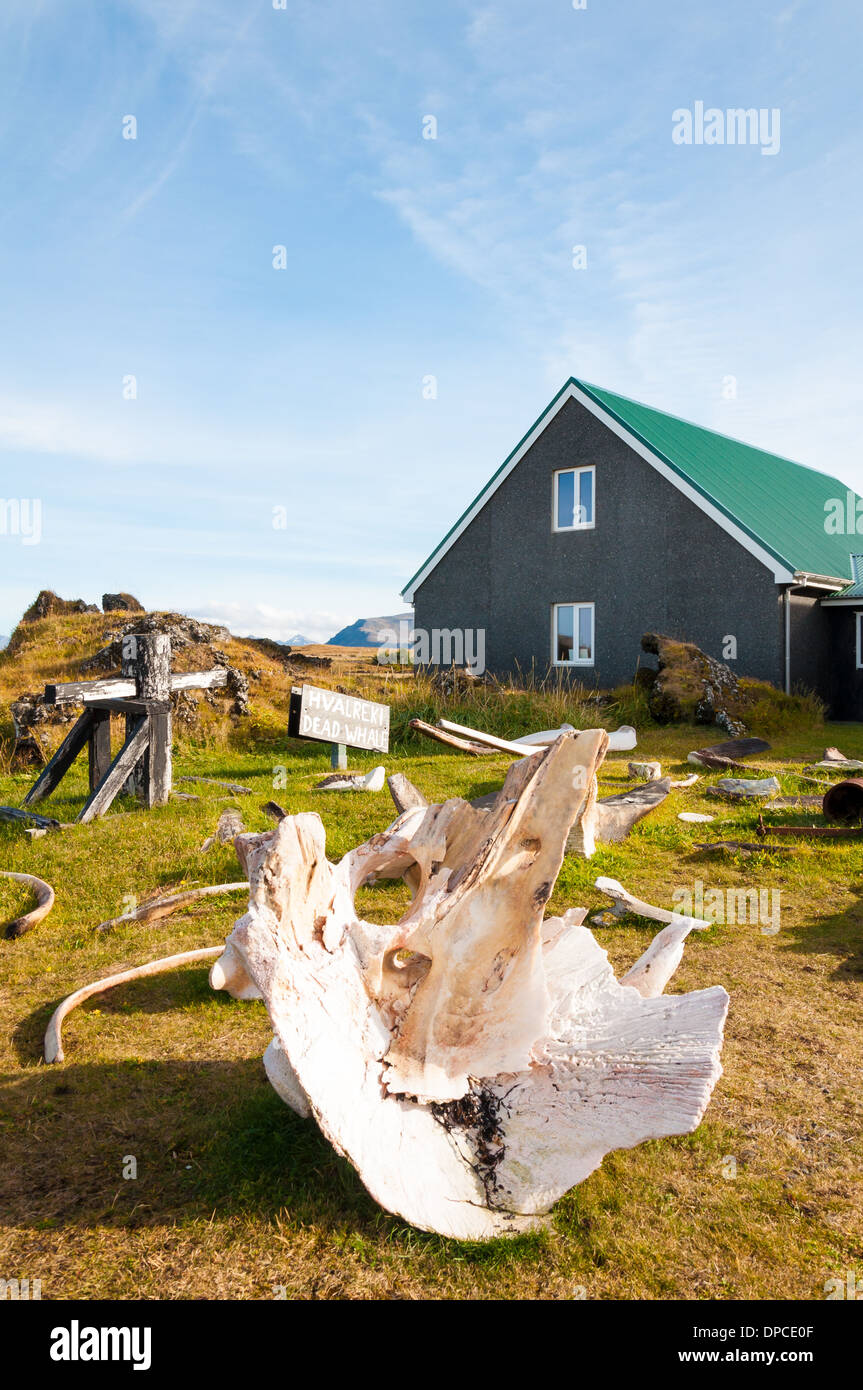 Whale bones in Djúpalónssandur museum, Iceland Stock Photo
