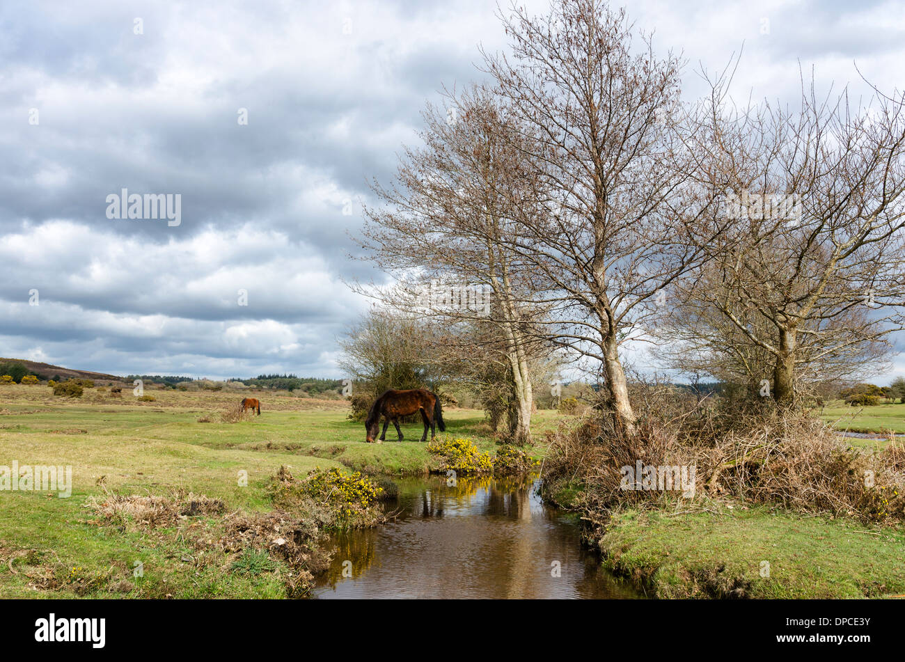 Ponies in the New Forest National Park at Dockens Water Stock Photo