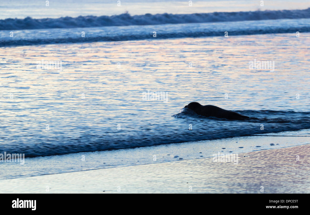 Stranded Seal pup making its way to the sea as the tide rises on Seaton Carew beach at sunrise. UK Stock Photo
