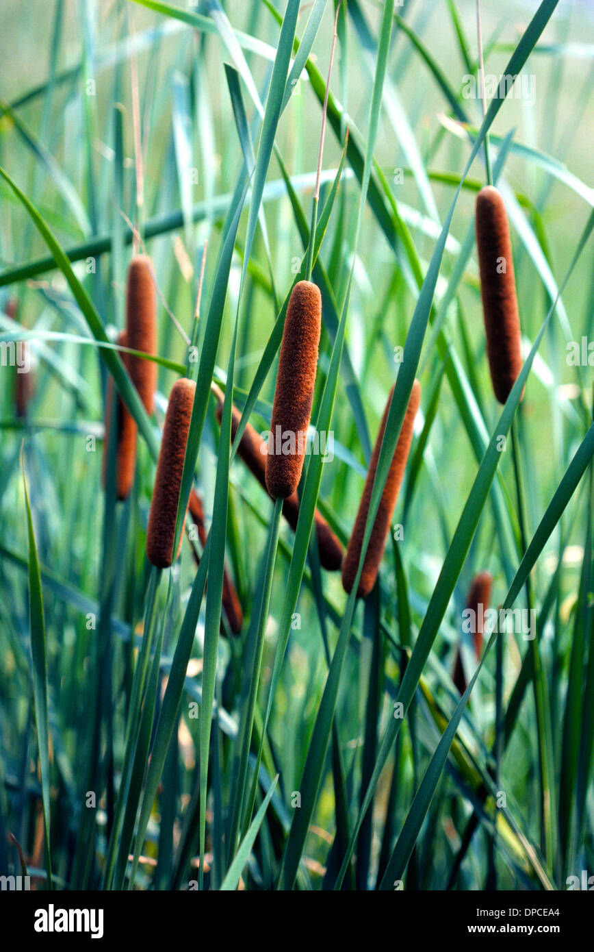 Cattails are herbaceous perennial plants easily recognized by their long and slender green stalks topped with brown sausage-shaped heads that flower. Stock Photo
