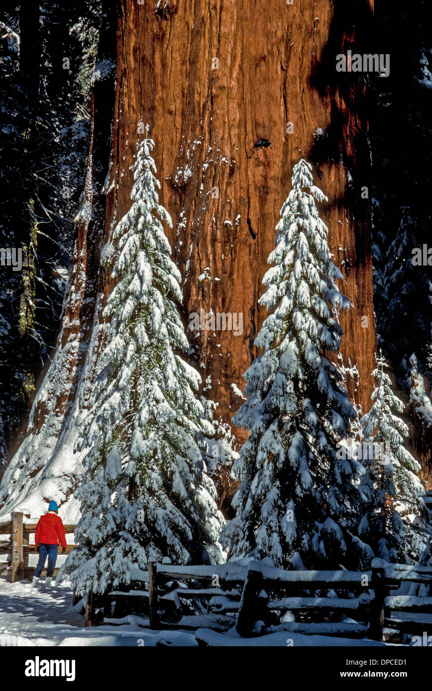 The world's largest tree is a giant sequoia called General Sherman that dwarfs humans and new-growth sequoias covered with snow in winter in the USA. Stock Photo