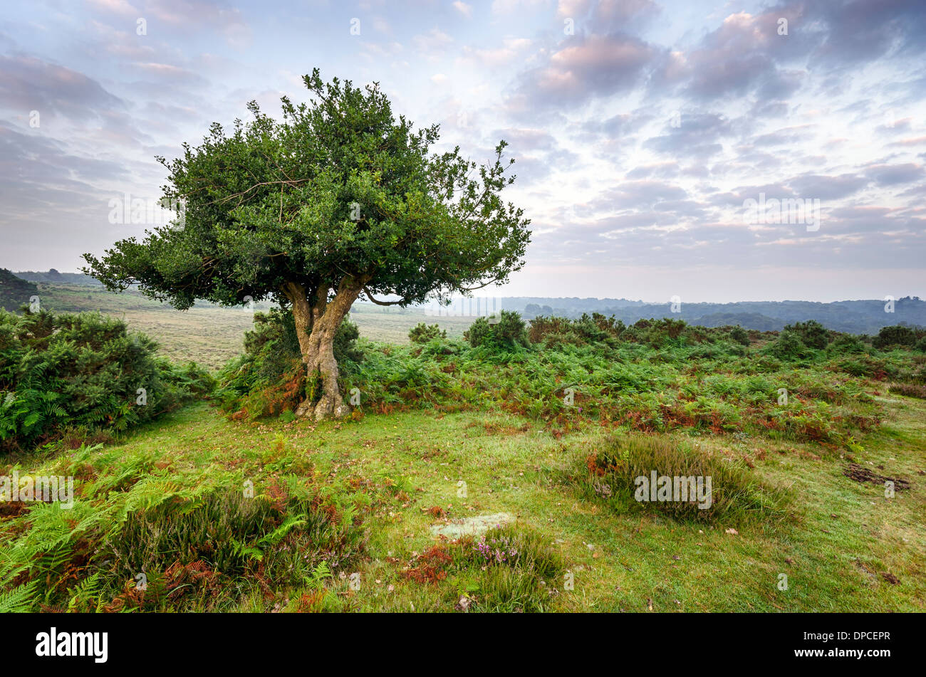 Dawn at Bratley View in the New Forest National Park in Hampshire Stock Photo