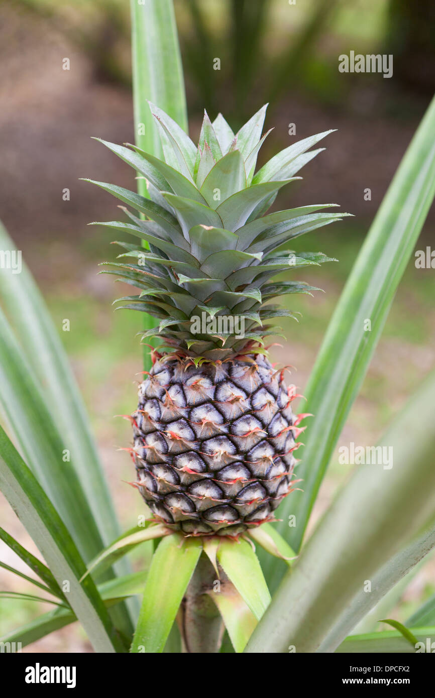 Pineapple, Ananas comosus, from Thailand Stock Photo