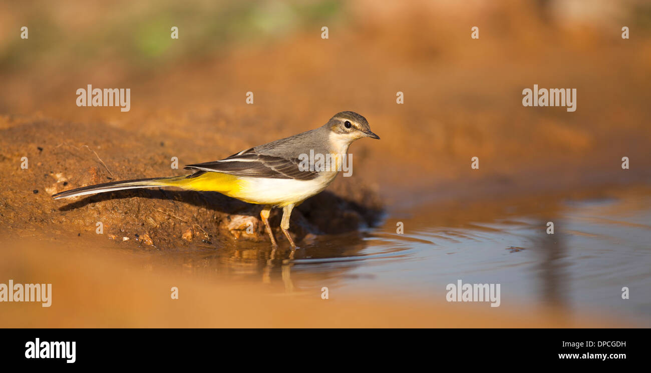 Female Grey Wagtail (Motacilla cinerea). Grey wagtails are found throughout temperate Europe and Asia and parts of Africa Stock Photo