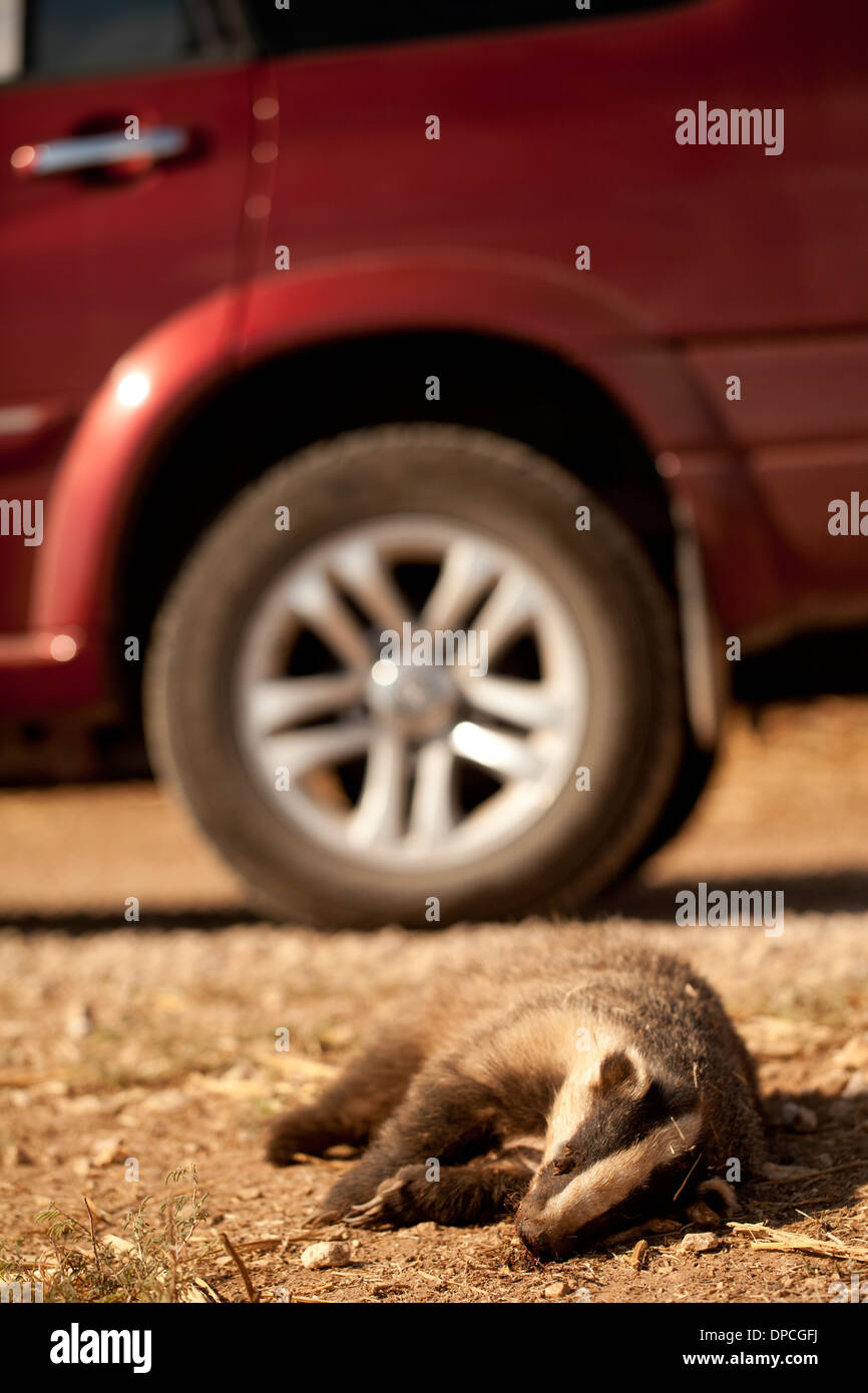 Dead European badger (Meles meles) at the side of a road. Stock Photo