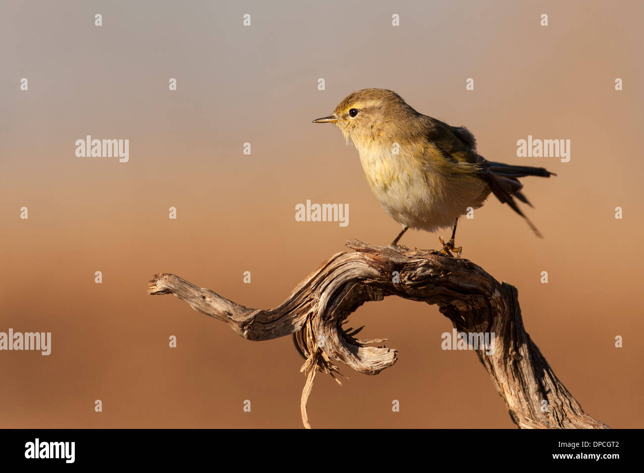 Adult Willow Warbler (Phylloscopus trochilus) perched on a tree. Photographed in Ein Afek Nature Reserve, Israel in October Stock Photo
