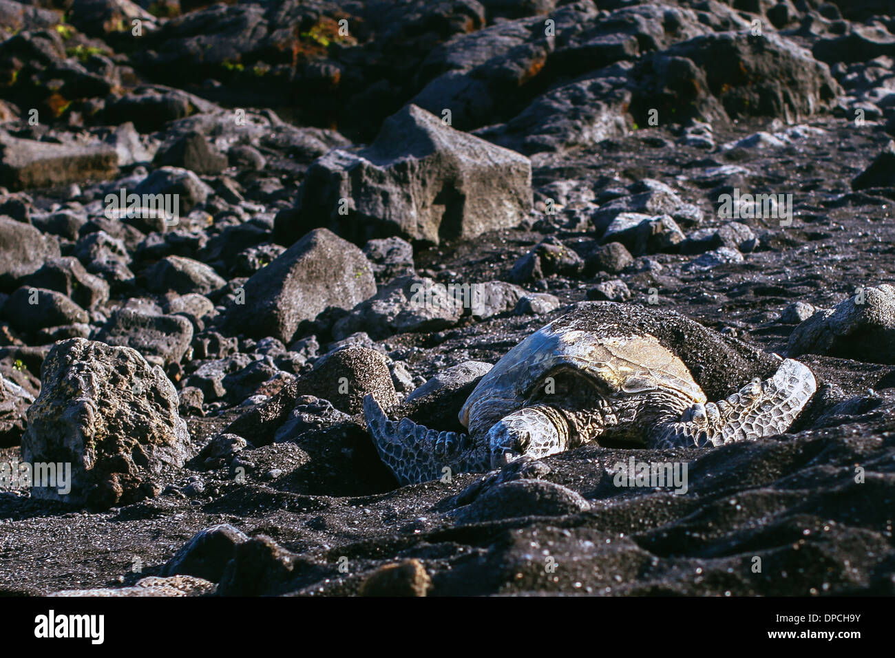 Sea Turtle resting at Punaluu Black Sand Beach, Big Island, Hawaii Stock Photo