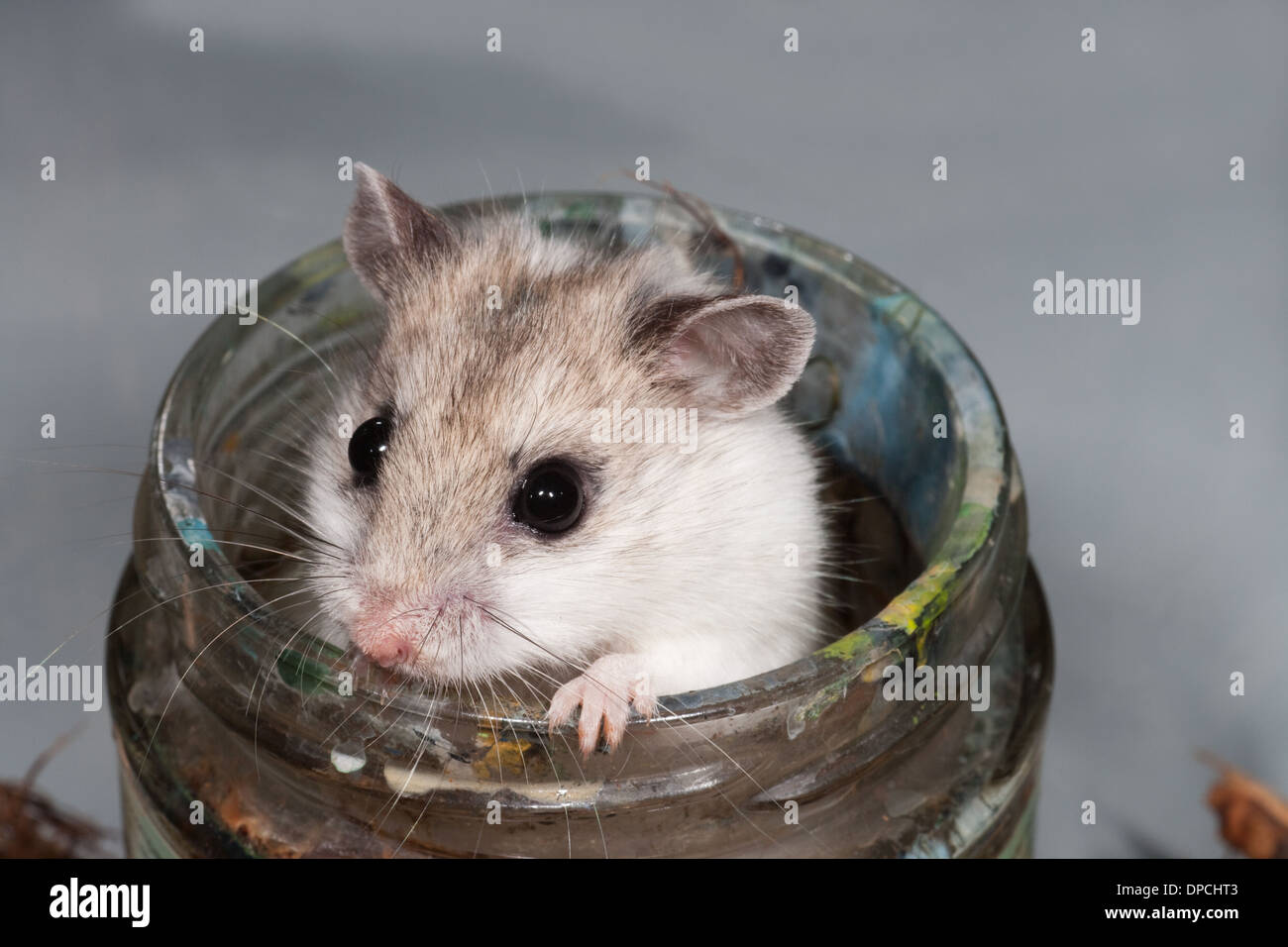Chinese Hamster (Cricetulus griseus). Pet. Colour form Stock Photo Alamy
