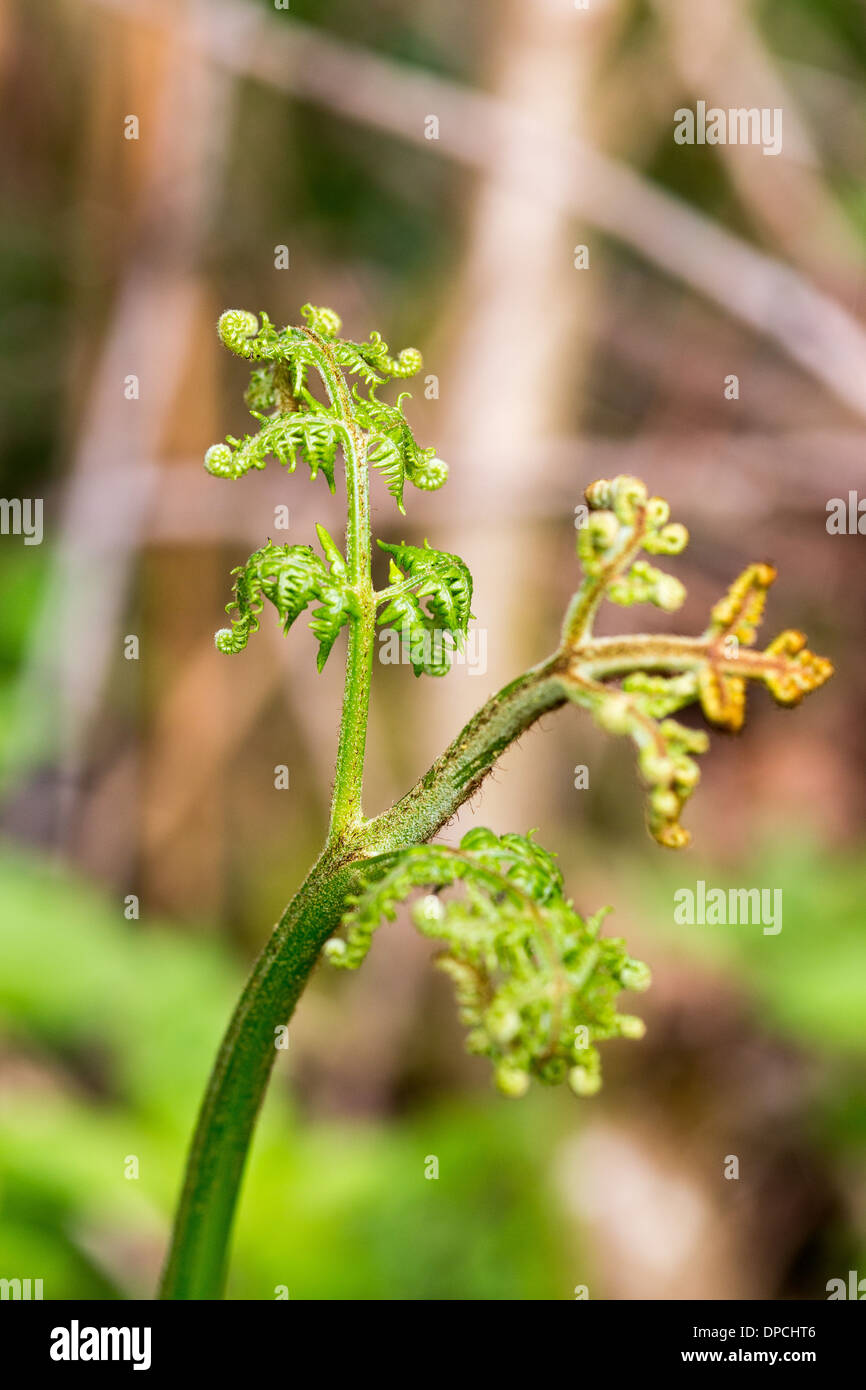 Young Bracken frond, Spring 2013 Stock Photo