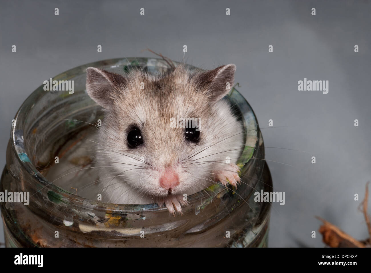 Chinese hamster cricetulus griseus pet hires stock photography and