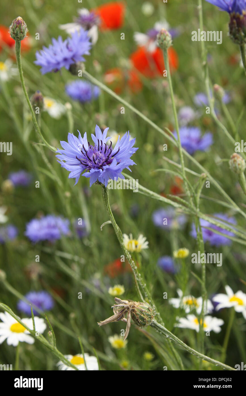 Cornflowers growing wild in a meadow in France Stock Photo Alamy
