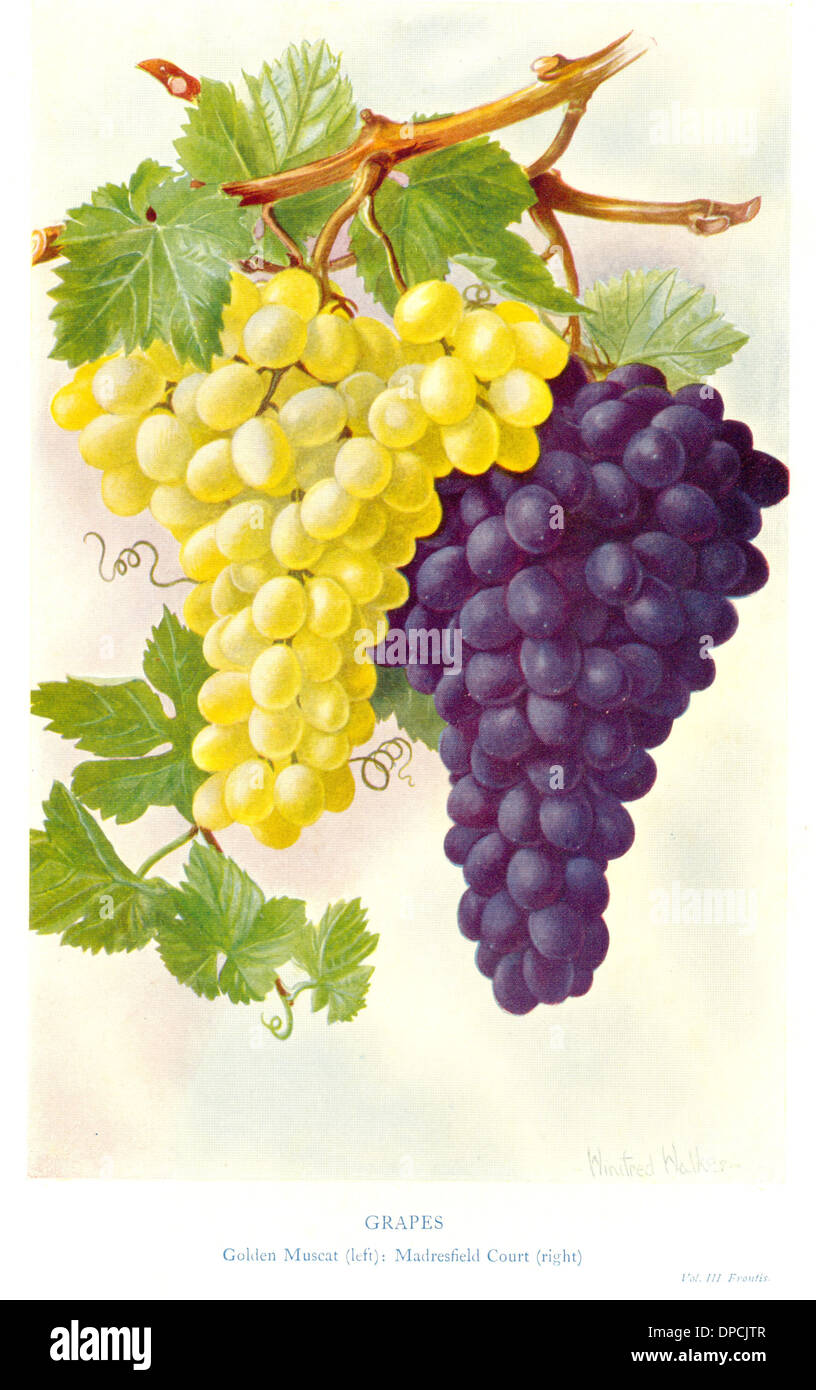 A painting of Grapes by Winifred Walker showing Golden Muscat and Madresfield Court Stock Photo