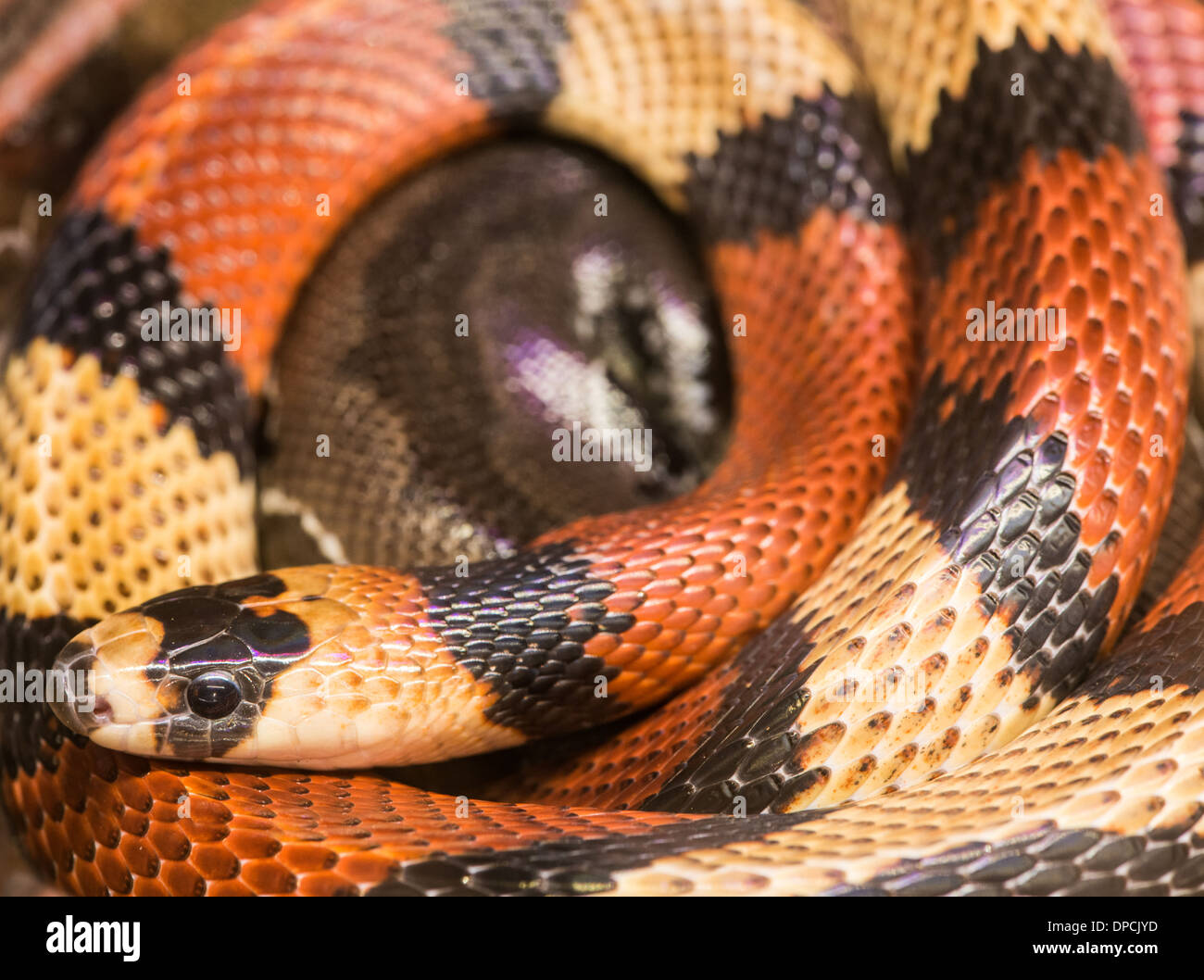 Red milk snake screwed. Close up Stock Photo