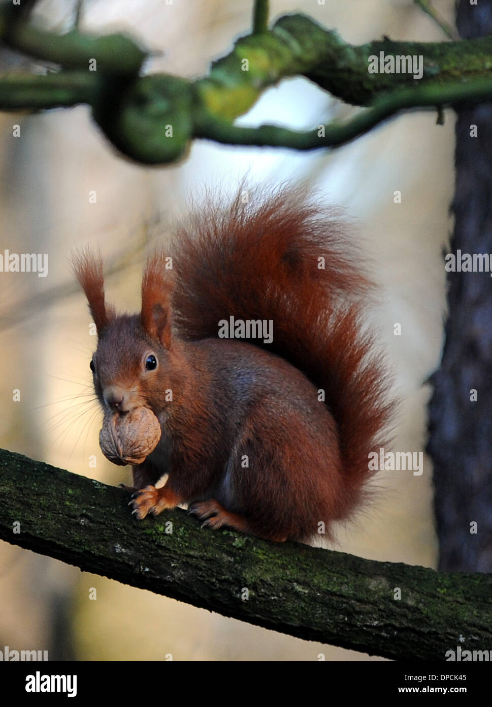Sottrum, Germany. 12th Jan, 2014. A squirrel sits on a tree branch and holds a walnut between its teeth near Sottrum, Germany, 12 January 2014. Photo: Ingo Wagner/dpa/Alamy Live News Stock Photo