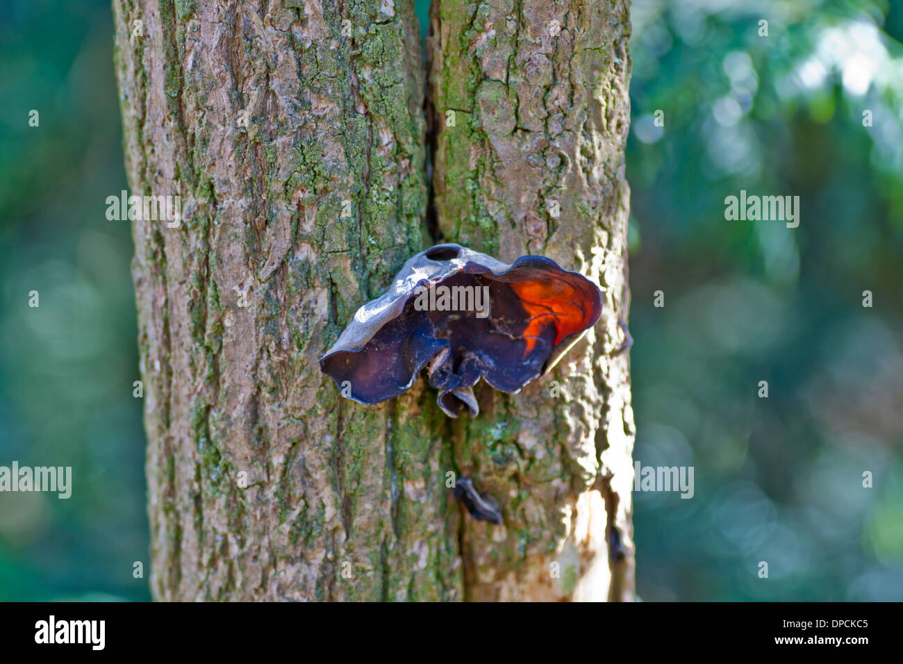 Fungi tree hi-res stock photography and images - Alamy