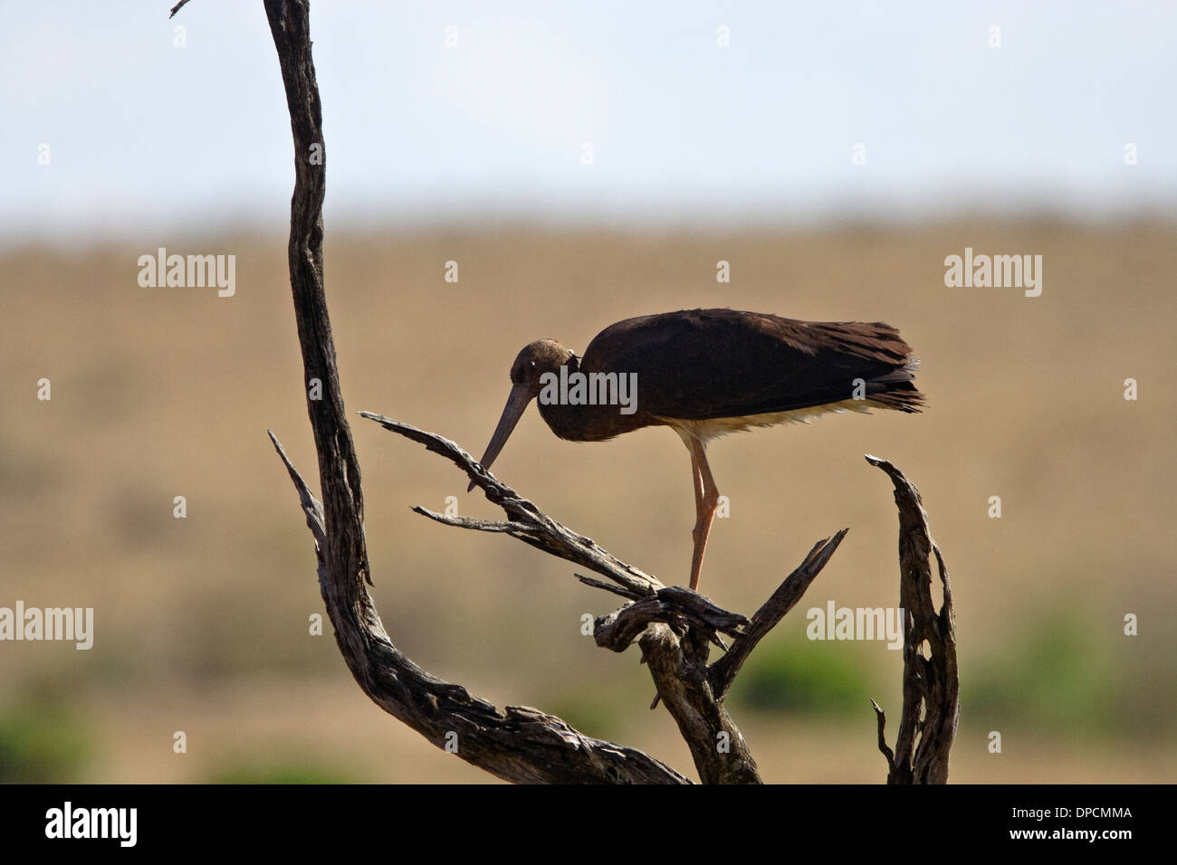 Black Stork (Ciconia nigra) juvenile Stock Photo
