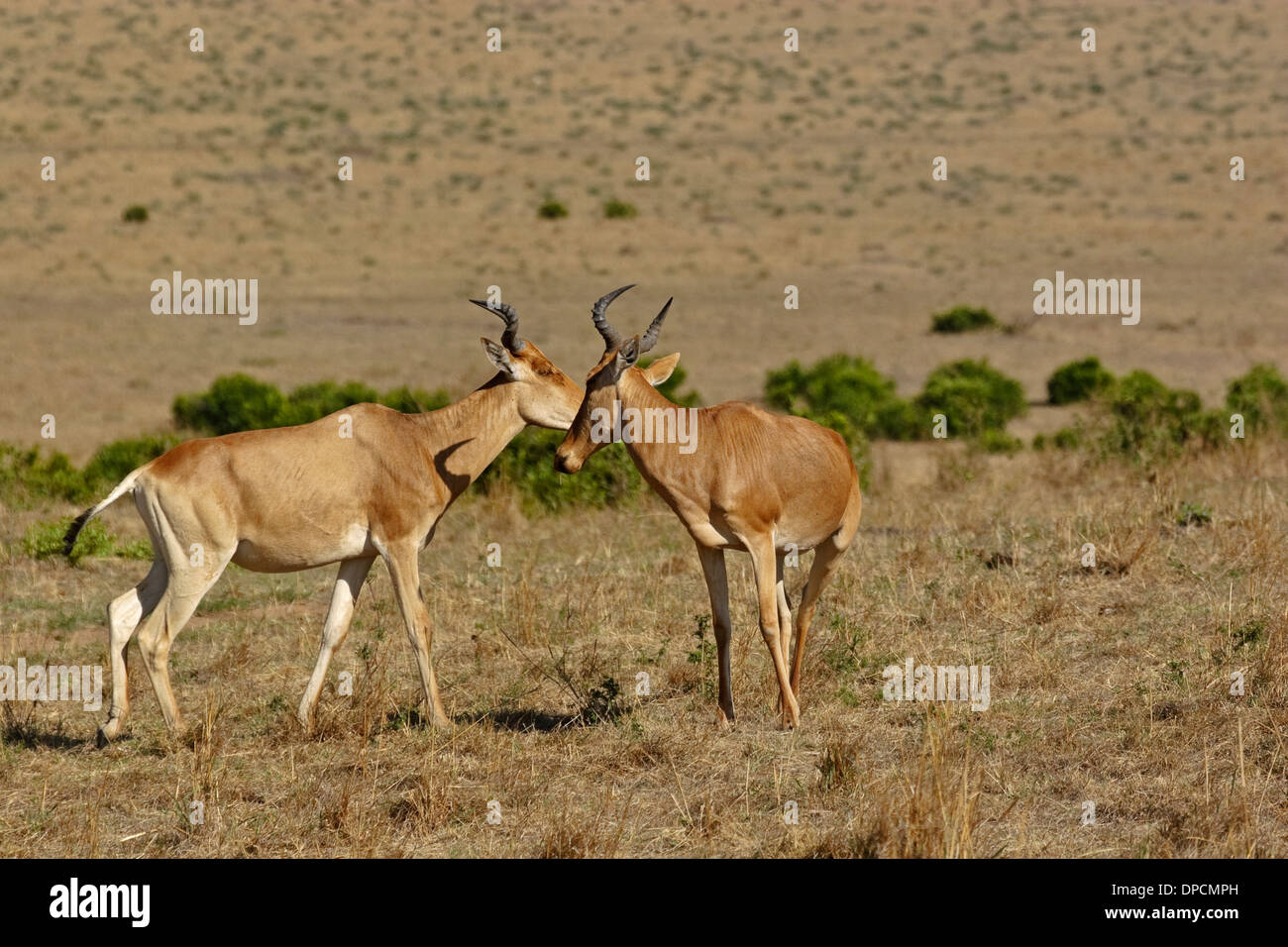 Hartebeest (Alcelaphus buselaphus ssp. cokei Stock Photo - Alamy