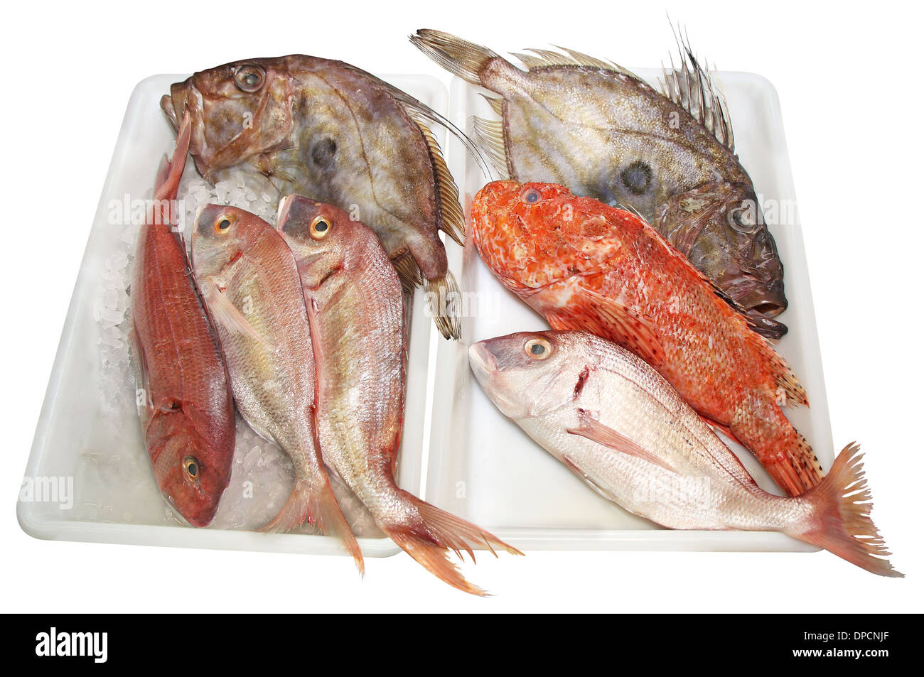 Fresh John Dory, Scorpaenidae and Dentex, quality and delicious fish Stock Photo