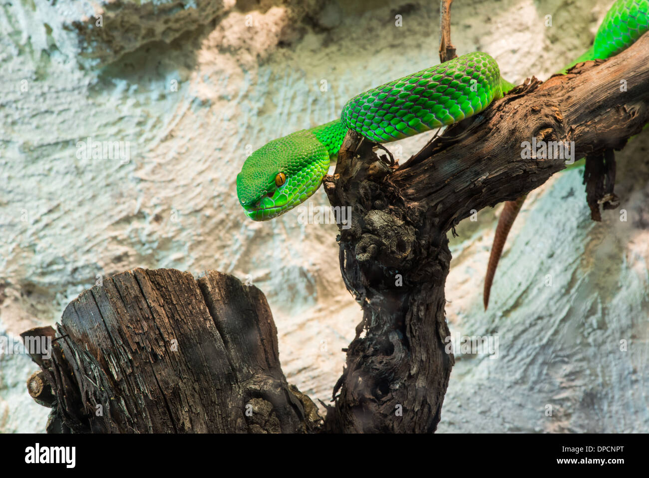 Green Snake creeps on tree. Close up Stock Photo