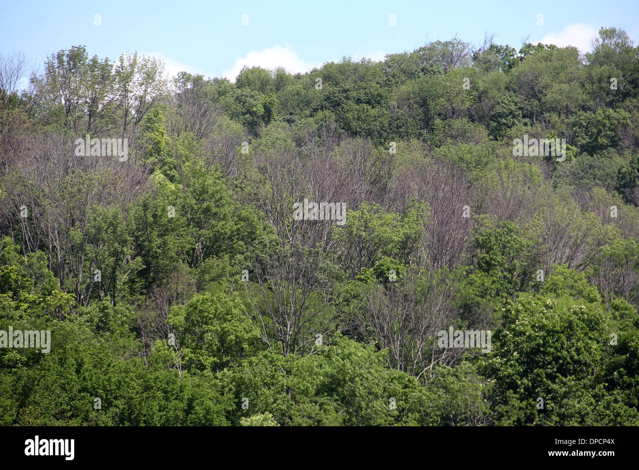 Dying ash tree hires stock photography and images Alamy
