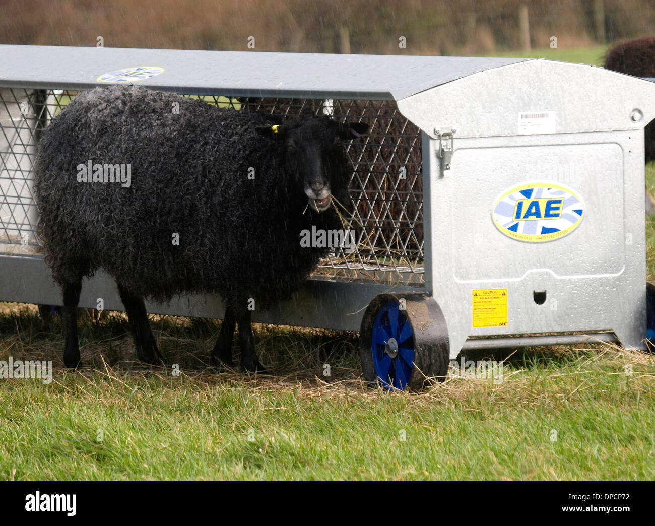 Mobile sheep hayrack feeder, Cornwall, UK Stock Photo Alamy