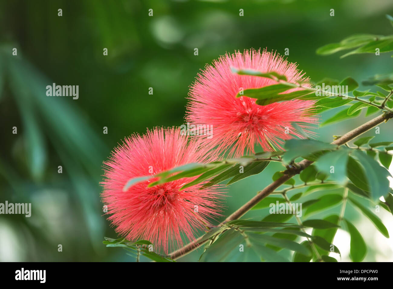 Mimosa Flower High Resolution Stock Photography And Images Alamy Mimosa Flower High Resolution Stock Photography And Images Alamy