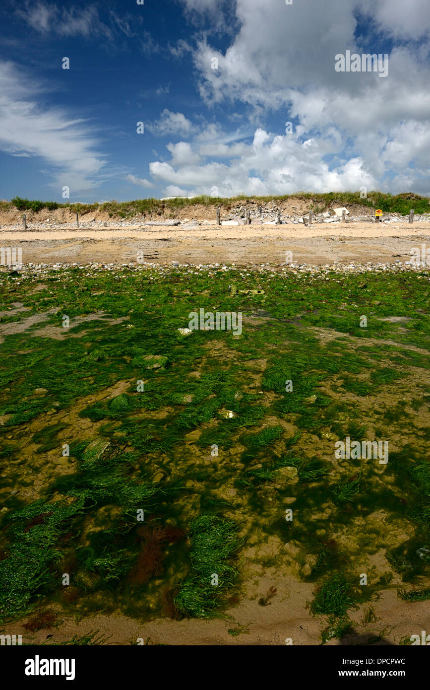 Ardmore bay waterford ireland summer seaweed in tidal pool Stock Photo