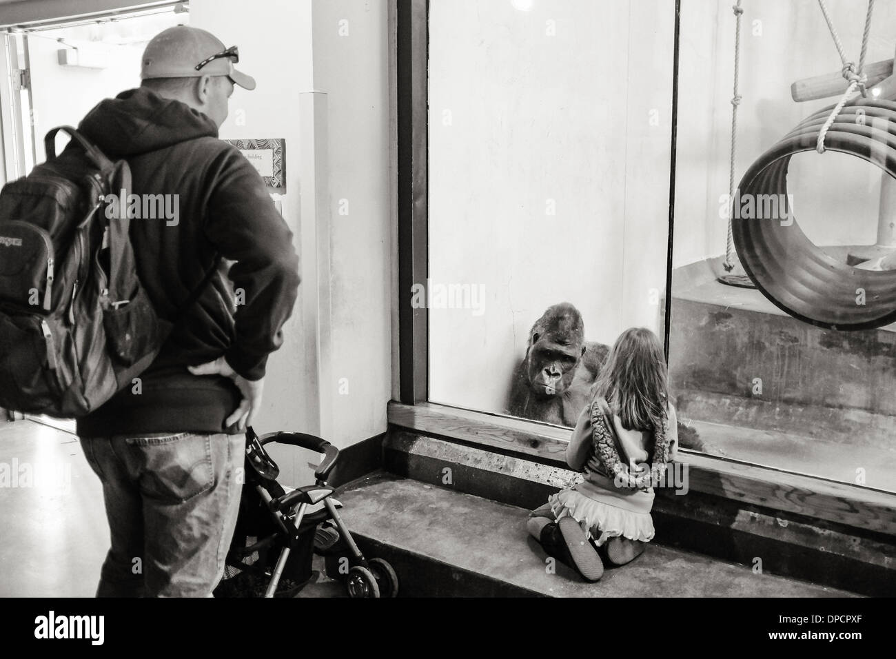 A young girl relates to a lowland gorilla at the Denver Zoo gorilla habitat Stock Photo