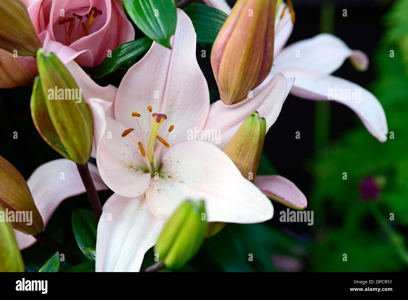 pink asiatic lily lilium asiaticum flowers flowering flower bloom blooming Stock Photo