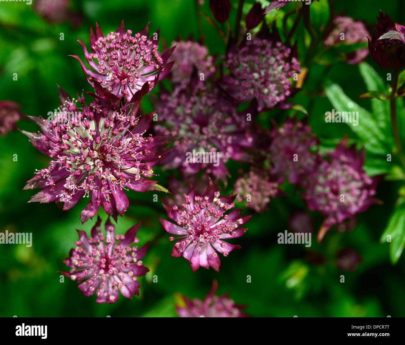 astrantia major roma masterwort masterworts red flower flowering shade perennial planting Stock Photo