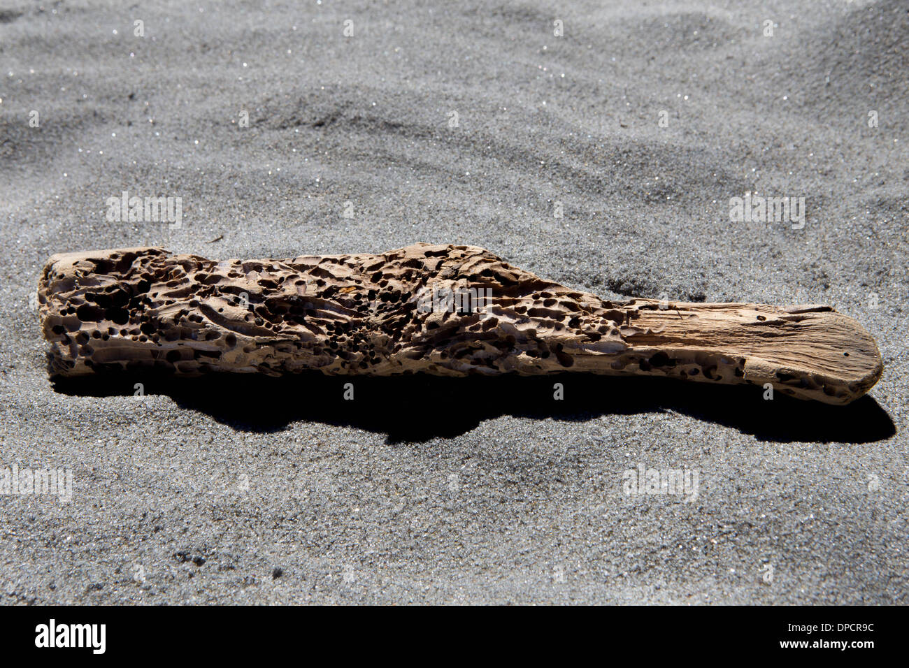 A piece of eaten wood on the beach Stock Photo