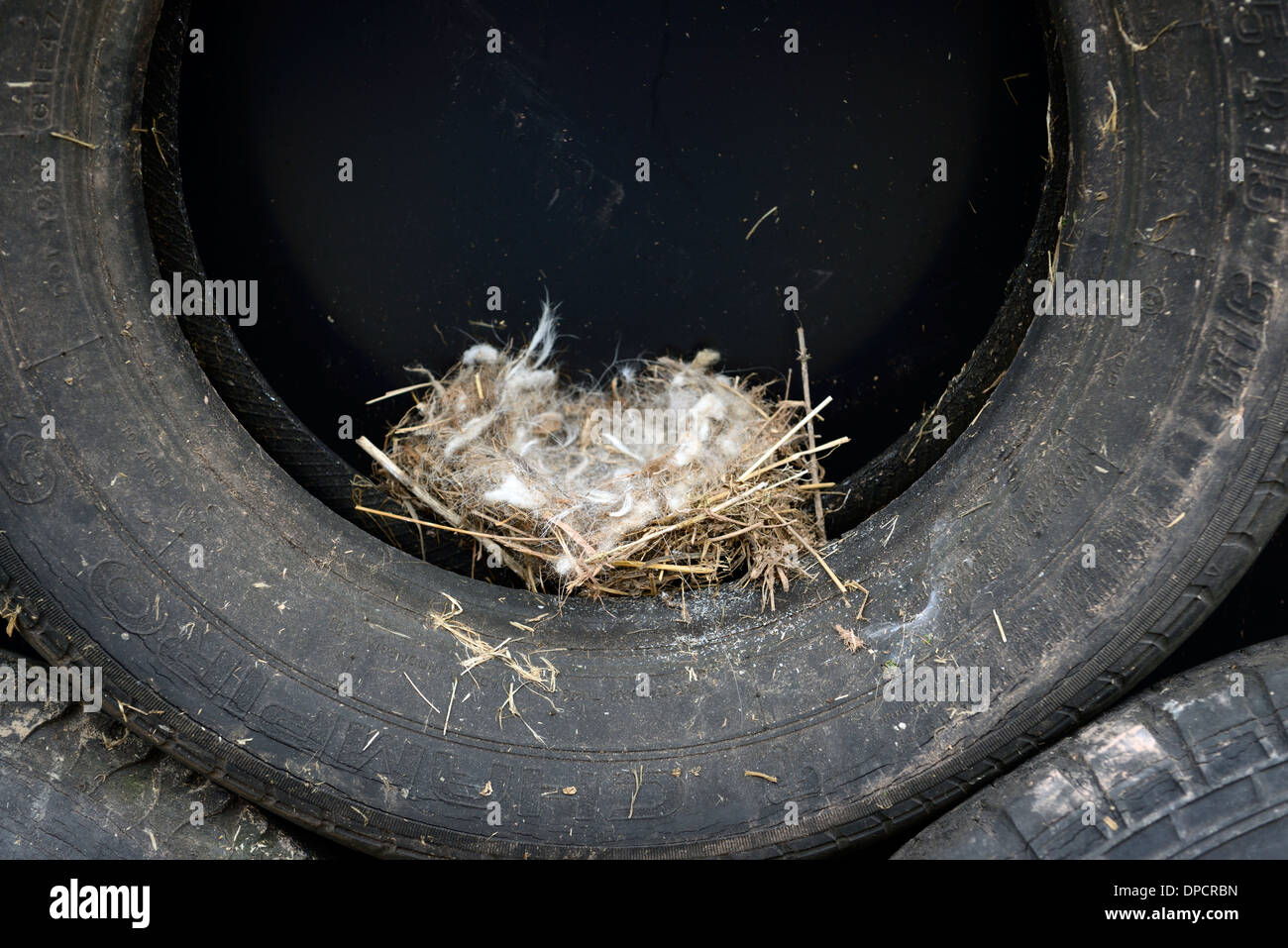 birds nest in black tyre tire stack silage pit farm unusual open unsecure insecure location bird nesting Stock Photo