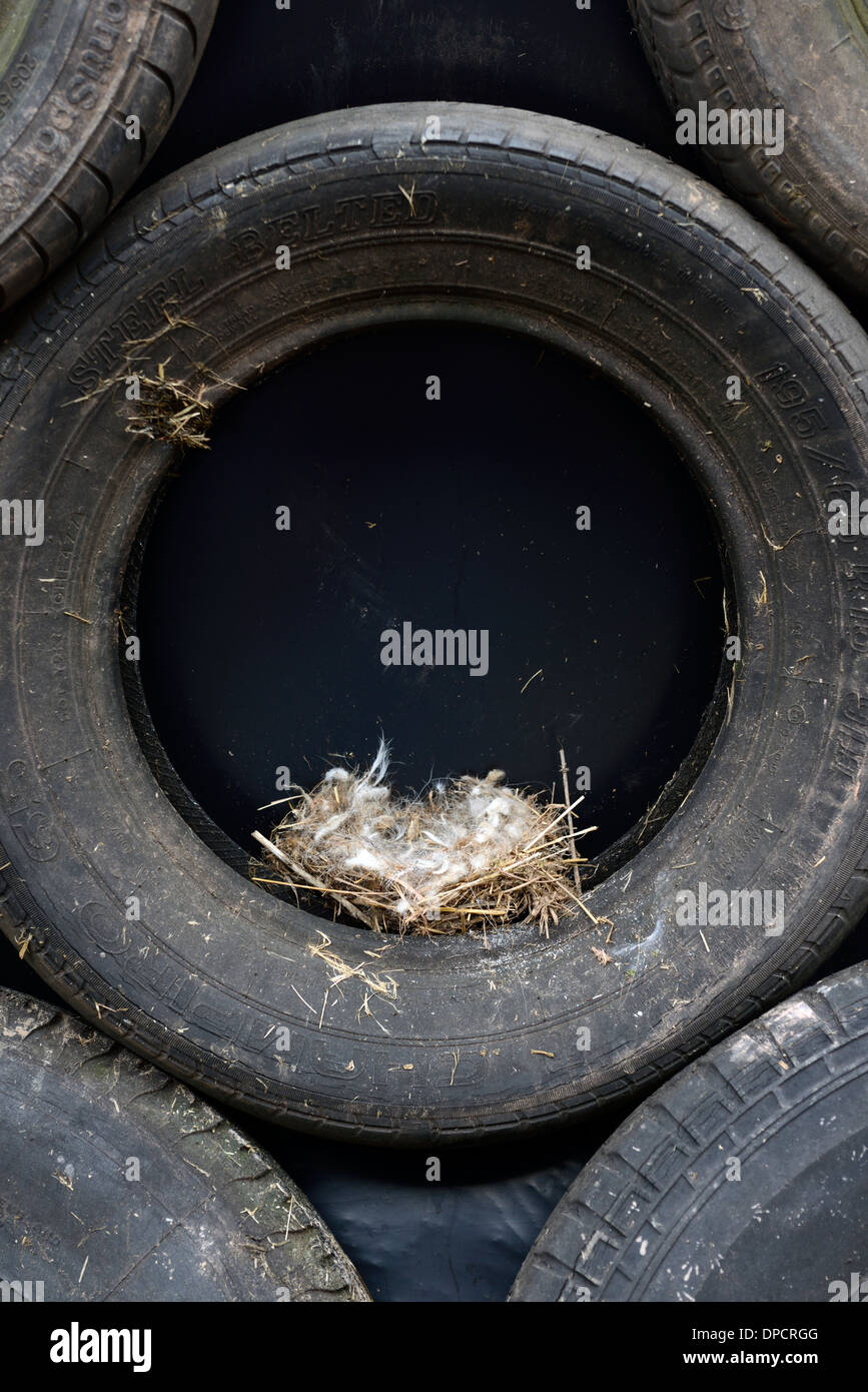 birds nest in black tyre tire stack silage pit farm unusual open unsecure insecure location bird nesting Stock Photo